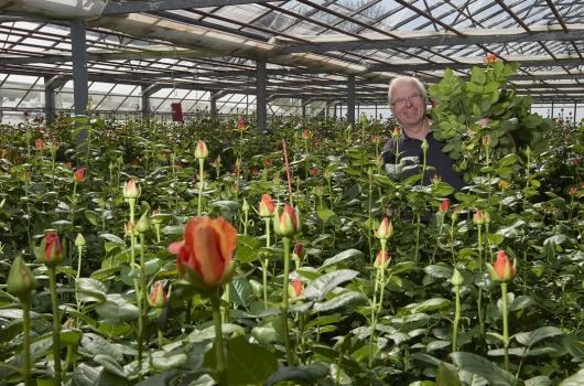 Rosen aus Hinwil