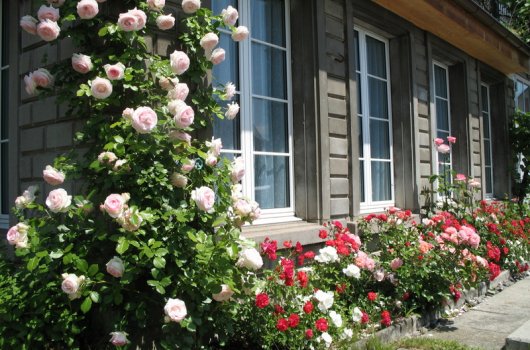 Gartenpflege: Wie Ihr Garten erblüht