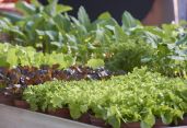 Salat- und Gemüsesetzlinge