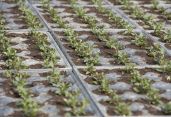 Jungpflanzen aus Eigenproduktion