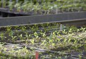 Pflanzen produzieren
